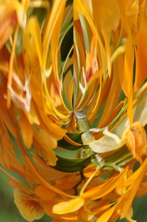 Tropical orchid