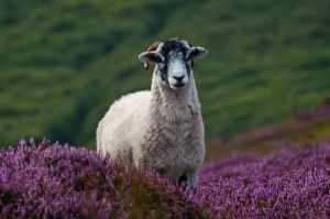 Looking Sheepish