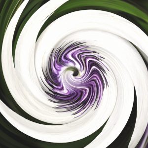 Clematis swirl