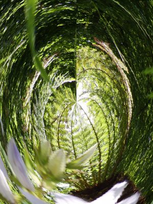 Hanging Garden